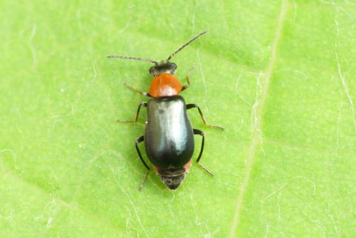 Réf. 258 140 : Ebaeus sp.